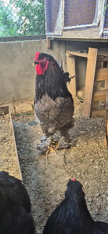 brama cucesi: Brahma cinsindən dekorativ toyuqlar və xoruzlar - Rənglər: qara (ipək — 4