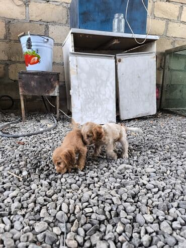 setter it cinsinin digər adı: Koker spaniyel, 4 ay — 3