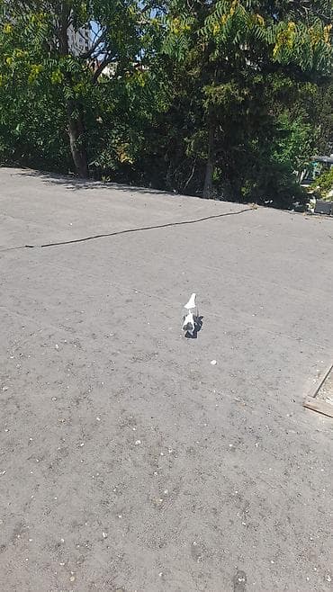 goyercin bazari: Goycep erkeydi .biynugul cepe axidan maya quslar tutulmadi.qenedi — 2