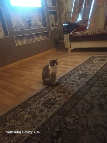 ayagi tuklu toyuqlar: Yaxşı əllərə — 2