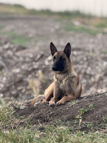 pulsuz heyvanlar verilir: Belçika çoban iti — 1