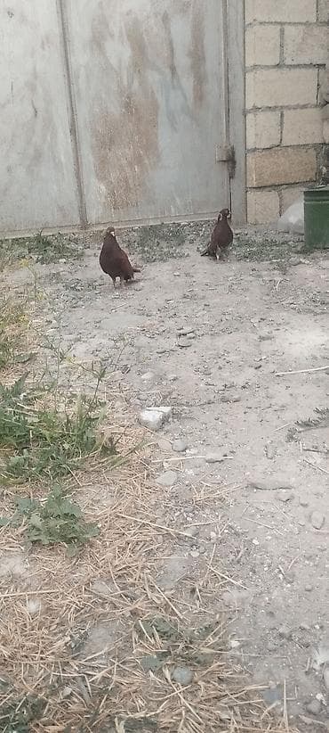dekorativ quş: Cüt gogerciner satılır reyal alci yasin — 2