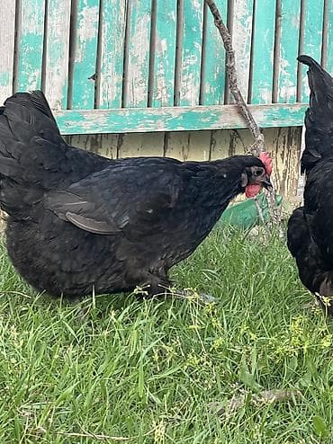 it adlari 2020: Toyuq, Australorp, Damazlıq — 9