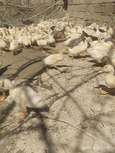 simmental cinsi: Ağ rəngli ördək balaları - Növ: yerli ağ ördək balaları (pekin tipinə — 6