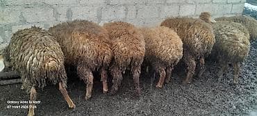 inek adları azerbaycan: Qoyunlar – ət və yun istiqaməti - Şəkillərdə qrup halında saxlanılan — 2