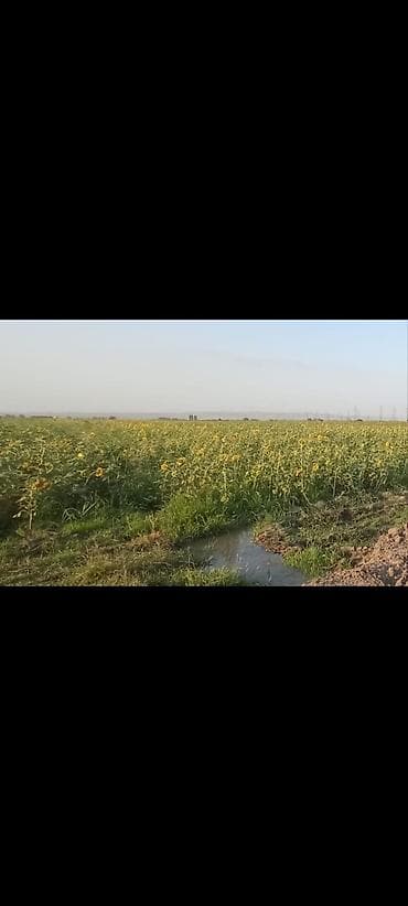 2 otaq: 200 sot, Kənd təsərrüfatı, Kupça (Çıxarış) — 3