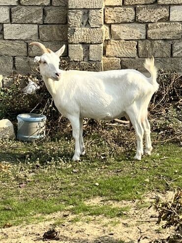 Коровы, быки: Самка, Zanen, лет: 3, 60 кг, Для молока, Самовывоз — 2