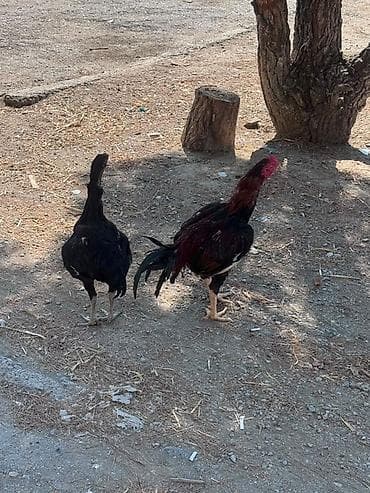 K/t heyvanları və malları: Barter edirem yerli toyuqlarla — 7