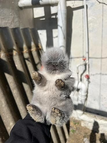 satlıq atlar: 1 aylıq çox şirin dovşan satılır 🐰✨ Tam sağlamdır, çox sakit və — 2