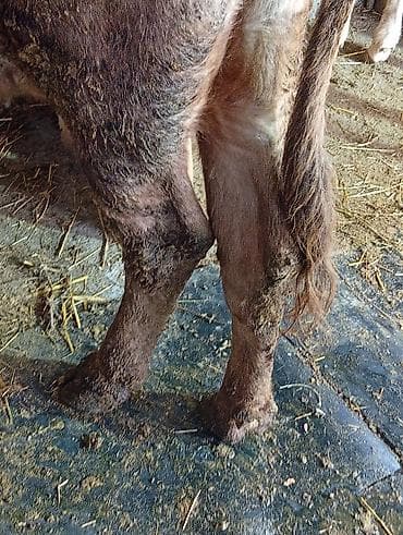 boğaz inək: Salam aleykum yanindaki 3 cu balasidir bala 3 ayliqdir ozu de 15 gundu — 7