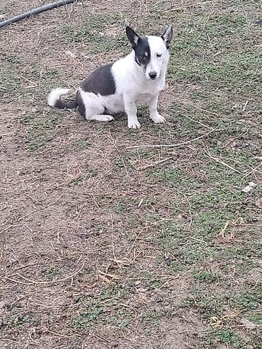 it haski: İki rəngli (qara-ağ) kiçik ölçülü it - Cins tipajı: tərtibli bədən — 2