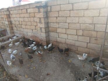 toyuq su qabı: Temiz kend colpalari 2 ayliq tam saglam topdan satis — 4