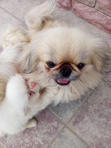 cin bildircin: Pekines, 1 il, Erkek, Ünvandan götürmə, Ödənişli çatdırılma — 4