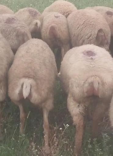 cins qaz: Dişi, il: 1, Damazlıq, Pulsuz çatdırılma — 9