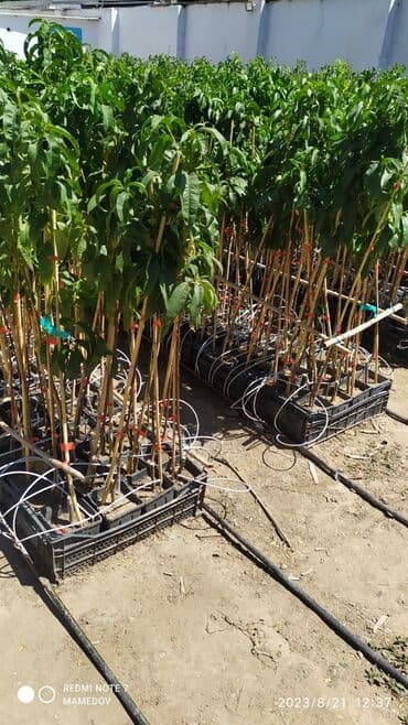 Meyvə tinglərinin satışı. Hər növ var. Buyurun sifariş edə