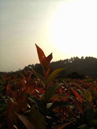 canon powershot a2300 is: 5k Digital camera. Bahalı markalara pul xərcləməyinizə ehtiyac yoxdur — 5