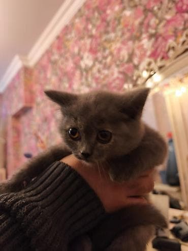 pişim: Şotland — 5