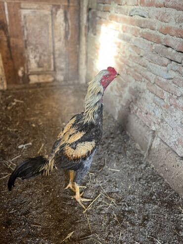 K/t heyvanları və malları: 7 aylıx çolpadı təzə təzə ayılır real alan əlaqə saxlasın tayınan — 2