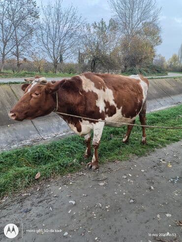 Quzu: Südlük inək - Rəng: qırmızı-ağ ləkəli 3 ci qarın 8 aylıq boğazdir — 3