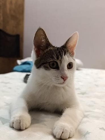 ev pişiklər: Yaxşı əllərə — 5