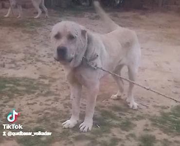 5 ayliq korpe: Qurdbasar — 4