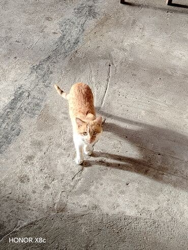 Qızıl şinşilla, Erkək, Yaxşı əllərə, Ünvandan götürmə