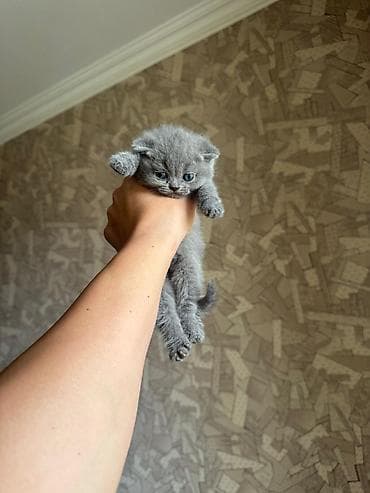 ev heyvanları: Şotland, Yaxşı əllərə — 3