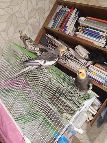 Quşlar: Nimfa (Cockatiel) quşları və qəfəs dəsti - Növ: Nimfa papuqayı — 3