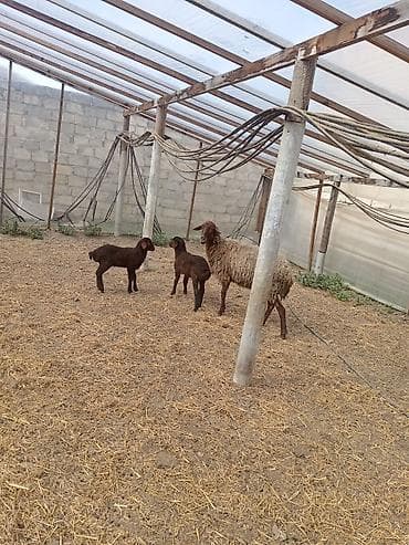 alman qurdu it: Dişi, Qala, il: 1, 50 kq, Damazlıq, Ünvandan götürmə — 5