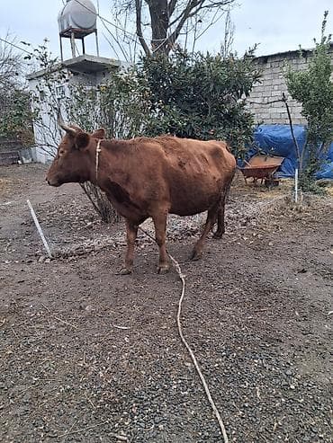 Quzu: Dişi, il: 8, Südlük, Ünvandan götürmə — 1