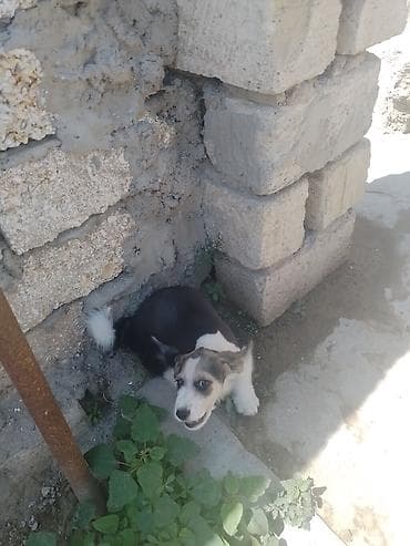 balaca itler satisi: 1 ay, Erkek, Peyvəndli, Ödənişli çatdırılma — 5