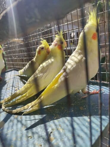 Bala korellalar yalniz zeng vitaminli lalafo.az -da Bala korellalar yalniz zeng vitaminli