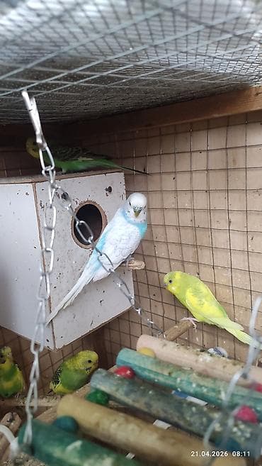 qurdbasar satisi: Pauqaylar satılır ev şəritinde saxlanılır — 3