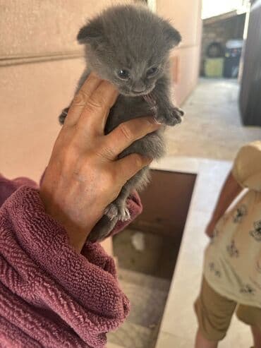 scottish pişik: Şotland yastı qulaq — 3