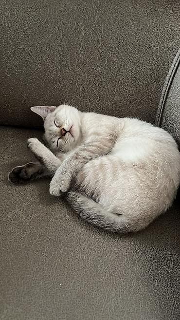 siam: Siam, Dişi, Yaxşı əllərə, Ünvandan götürmə — 2