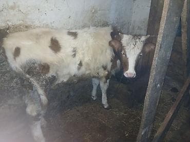 tisbaga ne yeyir: Məhsul: Dana (2 baş) 2 baş dişi dana hem sutluk damazliq hem etlik — 3