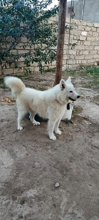 Samoyed, Peyvəndli
