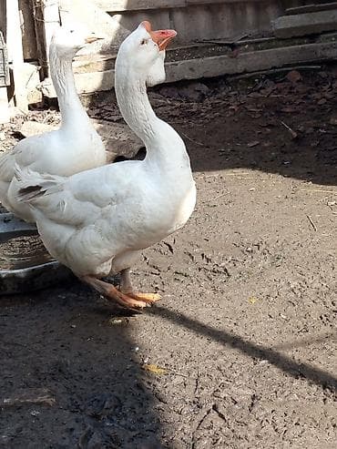 qaz balası: 2 yaşli xalmaqor Erkey aktivdir balalarıda özü kimi sakkalı olur — 2