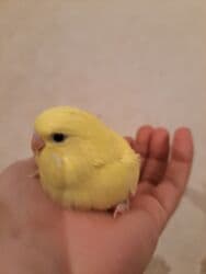 hələb kecilərin qiyməti: Çex balalar satilir Ümumi 4 ədəd var. Ədədi 30 azn. Yeni yeme — 5