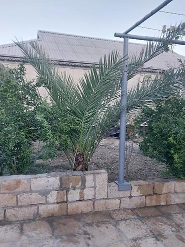 Xurma (xurma palması) – dekorativ landşaft üçün - Növlü xurma lalafo.az -da Xurma (xurma palması) – dekorativ landşaft üçün - Növlü xurma