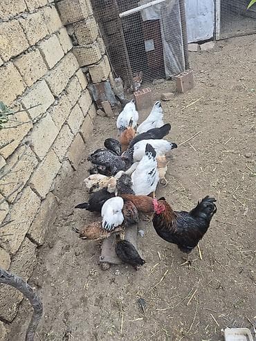 Qarışıq cinsli toyuqlar sürüsü yumurtalayan toyuqlar 15manat cücələr