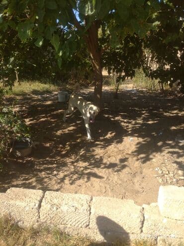 дрессировка собак баку: Kanal balasi 5 ayligdi — 2