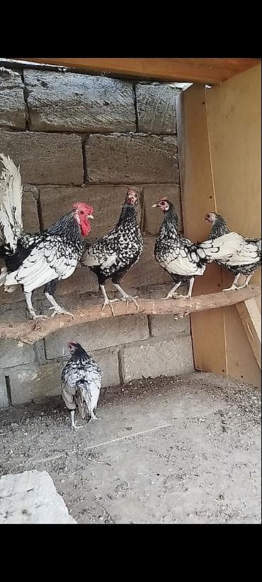 brama cücə: Toyuq, Damazlıq — 1