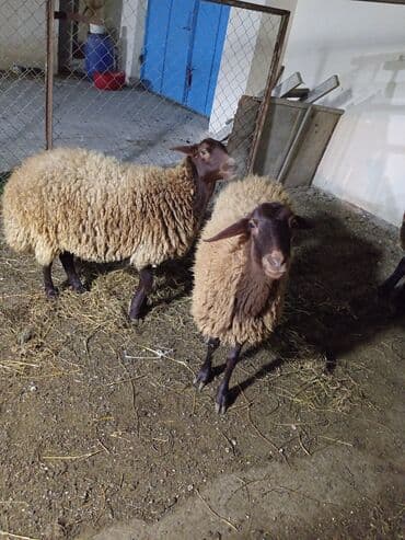 iribuynuzlu heyvanlarin qiymeti: Dişi, Qala, il: 1, 50 kq, Damazlıq, Ünvandan götürmə — 2