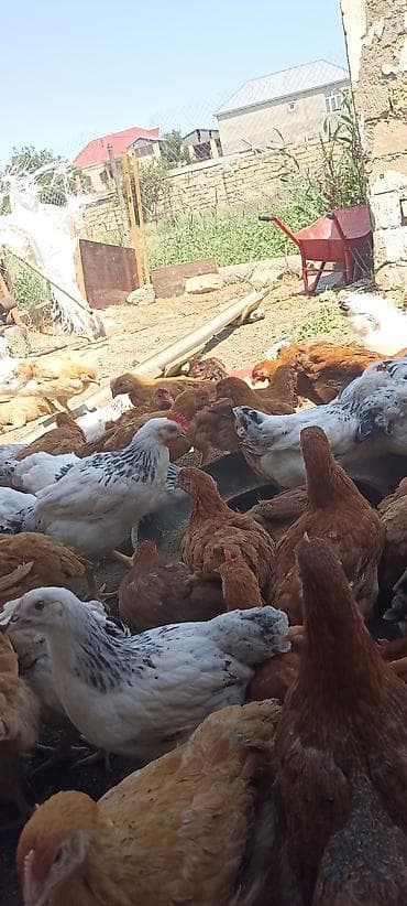 heyrati toyuq: SARAY 4 AYINA KECMIS HƏYƏT ŞƏRAITI ORGENMIŞ SUOER COLPALAR — 1