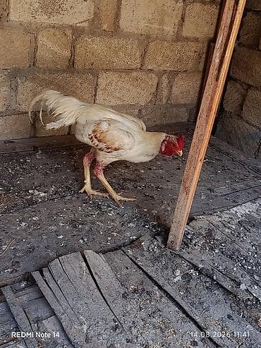 satdig quslar: Ağ rəngli xoruz 11 aylig xoruz du heç bir prablemi yoxdu vaksinləri — 6