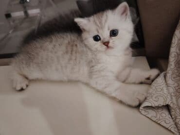 dəvə qiyməti: Qızıl şinşilla, Dişi, Yaxşı əllərə, Ödənişli çatdırılma — 7