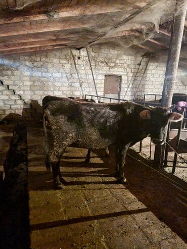 Птицы: Самка, лет: 5, 300 кг, Для разведения, Самовывоз — 1