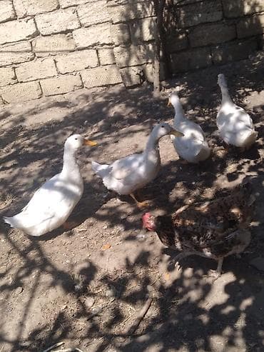rengli baliqlar: Satılır: təsərrüfat quşları - Ördəklər: ağ rəngli, uzunboyun, sarı — 1