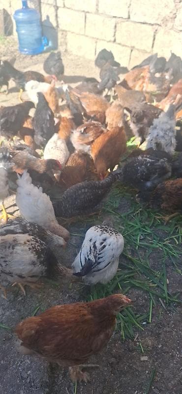 toyuglar: Kend çolpaları .Qiymet 6 manat 50 qepik — 2